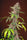 Red Mandarine F1 (Fast Version) - Mandala Seeds Shop Sweet Seeds