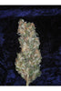 Rishi Kush - Mandala Seeds Shop Mandala Seeds