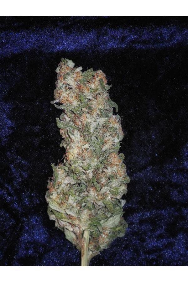 Rishi Kush - Mandala Seeds Shop Mandala Seeds