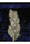 Rishi Kush - Mandala Seeds Shop Mandala Seeds