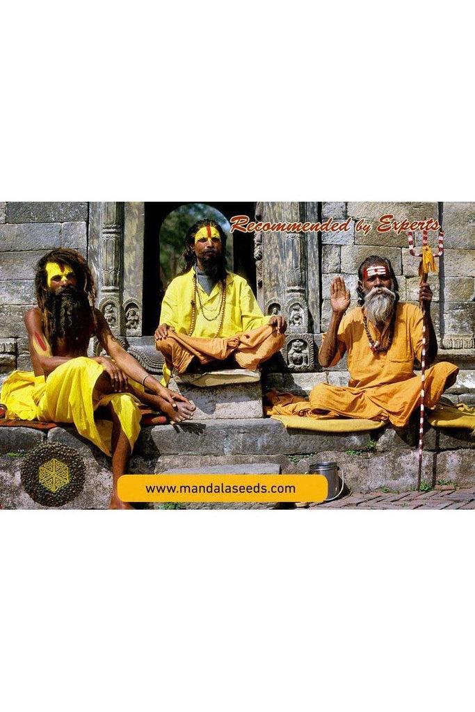 Rishi Kush - Mandala Seeds Shop Mandala Seeds