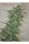 Rishi Kush - Mandala Seeds Shop Mandala Seeds