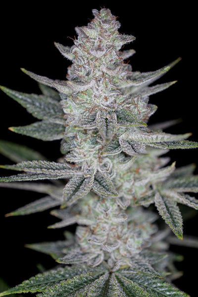 Romulan "BX1" - Mandala Seeds Shop Romulan Genetics