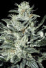 Sensi Star - Mandala Seeds Shop Paradise Seeds