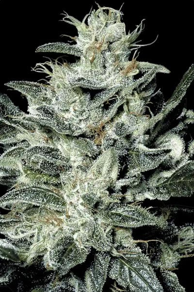 Sensi Star - Mandala Seeds Shop Paradise Seeds