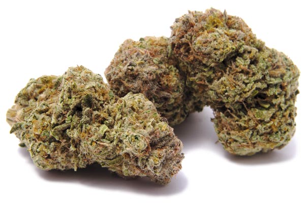 Sensi Star - Mandala Seeds Shop Paradise Seeds