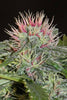 Sheberghan Hashplant - Mandala Seeds Shop Khalifa Genetics