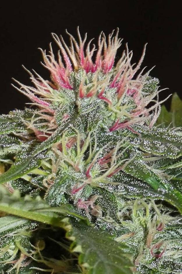 Sheberghan Hashplant - Mandala Seeds Shop Khalifa Genetics