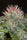 Sheberghan Hashplant - Mandala Seeds Shop Khalifa Genetics