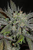 Sheberghan Hashplant - Mandala Seeds Shop Khalifa Genetics