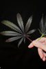 Sheberghan Hashplant - Mandala Seeds Shop Khalifa Genetics