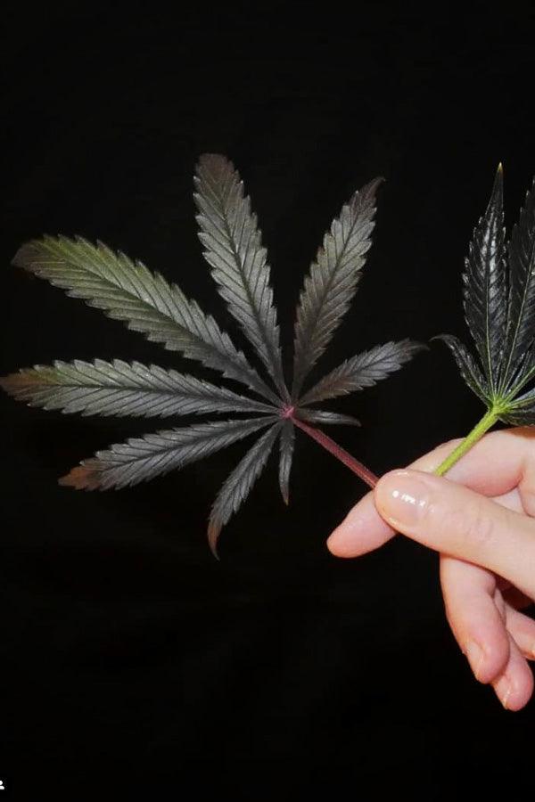 Sheberghan Hashplant - Mandala Seeds Shop Khalifa Genetics