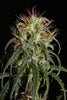 Siberian Ruderalis - Mandala Seeds Shop Khalifa Genetics