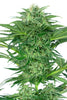 Skunk Dream CBD - Mandala Seeds Shop Sensi Seeds Research