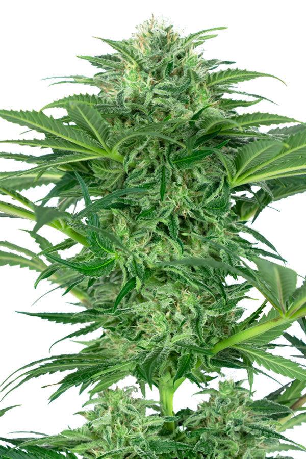 Skunk Dream CBD - Mandala Seeds Shop Sensi Seeds Research