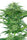 Skunk Dream CBD - Mandala Seeds Shop Sensi Seeds Research