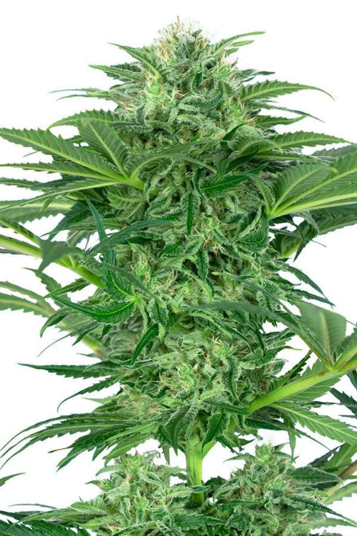 Skunk Dream CBD - Mandala Seeds Shop Sensi Seeds Research