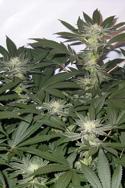 Somango - Mandala Seeds Shop Cheap Feminized Seeds
