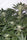 Somango - Mandala Seeds Shop Cheap Feminized Seeds