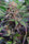 Somango - Mandala Seeds Shop Cheap Feminized Seeds