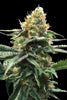 Sour Sorbet - Mandala Seeds Shop DNA Genetics