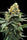 Sour Sorbet - Mandala Seeds Shop DNA Genetics