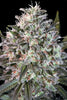 Space Cookies - Mandala Seeds Shop Paradise Seeds