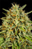 Strawberry Amnesia