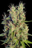 Super Malawi Haze - Mandala Seeds Shop Ace Seeds