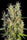 Super Malawi Haze - Mandala Seeds Shop Ace Seeds