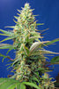 Sweet Pure Auto CBD - Mandala Seeds Shop Sweet Seeds