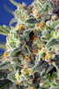 Sweet Pure CBD - Mandala Seeds Shop Sweet Seeds