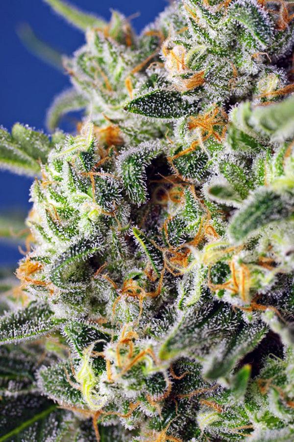 Sweet Pure CBD - Mandala Seeds Shop Sweet Seeds