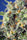 Sweet Pure CBD - Mandala Seeds Shop Sweet Seeds