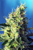 Sweet Pure CBD - Mandala Seeds Shop Sweet Seeds