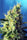 Sweet Pure CBD - Mandala Seeds Shop Sweet Seeds