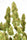 THC-Victory - Mandala Seeds Shop Dutch Passion