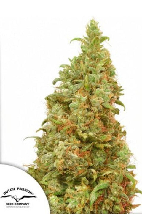 THC-Victory
