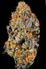 Tangerine Sorbet - Mandala Seeds Shop Paradise Seeds