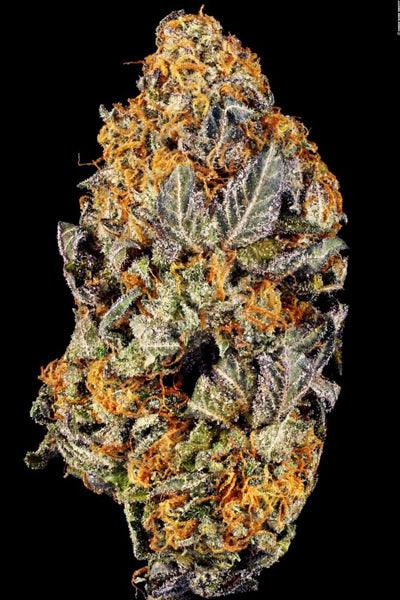 Tangerine Sorbet - Mandala Seeds Shop Paradise Seeds
