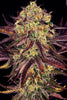 Tangerine Sorbet - Mandala Seeds Shop Paradise Seeds