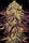 Tangerine Sorbet - Mandala Seeds Shop Paradise Seeds
