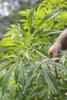 Thai - Mandala Seeds Shop Ace Seeds