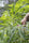 Thai - Mandala Seeds Shop Ace Seeds