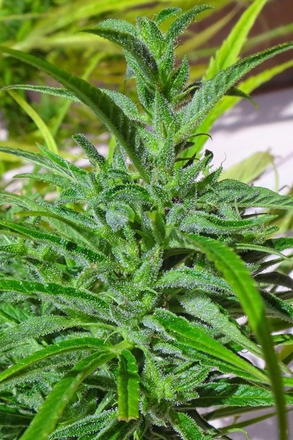 Thai - Mandala Seeds Shop Ace Seeds