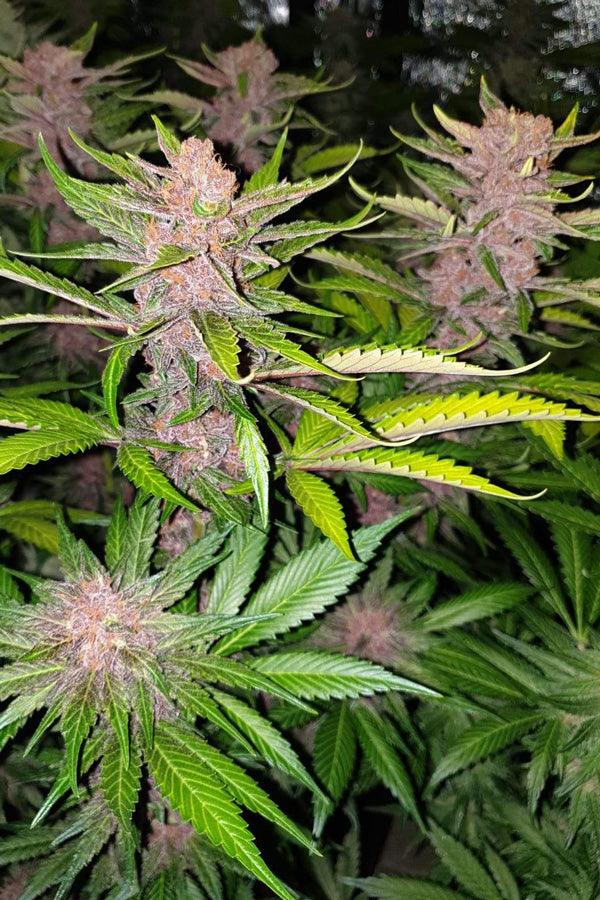 Tropicanna Poison F1 (Fast Version) - Mandala Seeds Shop Sweet Seeds