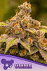 UMME - Mandala Seeds Shop Anesia