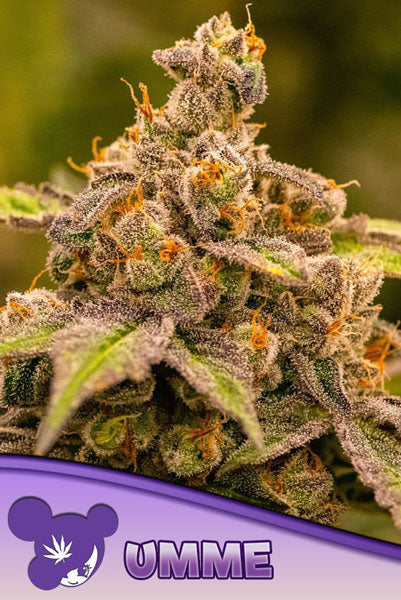 UMME - Mandala Seeds Shop Anesia