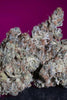 White Noise - Mandala Seeds Shop Paradise Seeds
