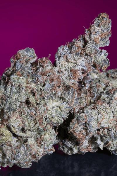 White Noise - Mandala Seeds Shop Paradise Seeds